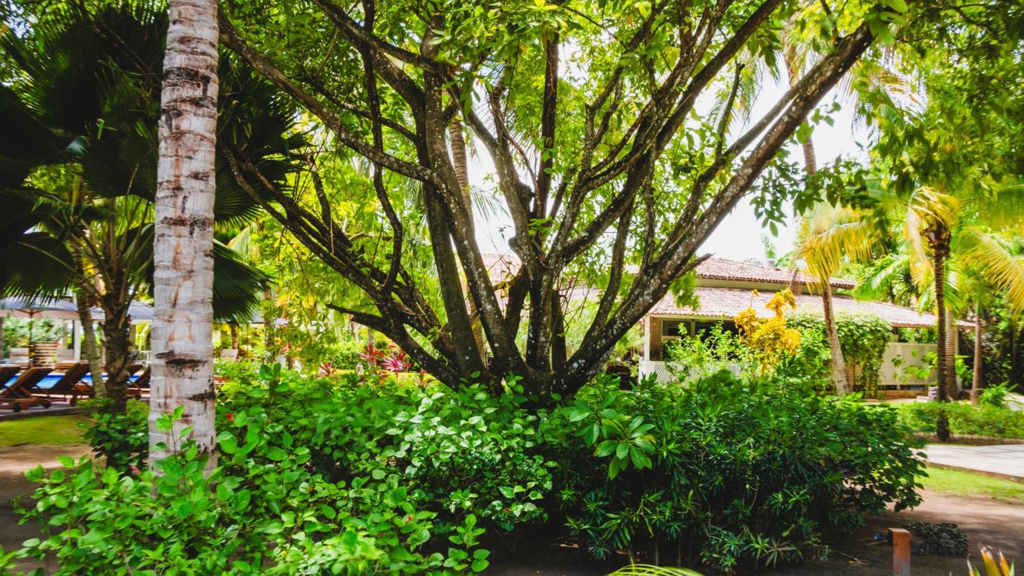 Casa Acayu Hotel São Miguel dos Milagres Exterior foto